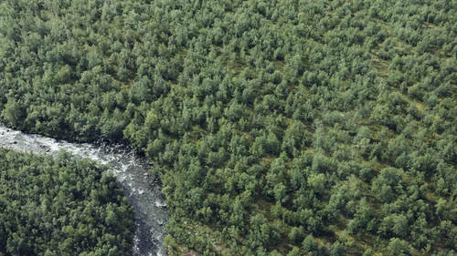 Aerial view of river and forest